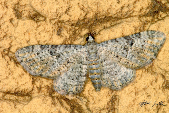 Falene, Verona - Eupithecia sp. e Gymnoscelis rufifasciata